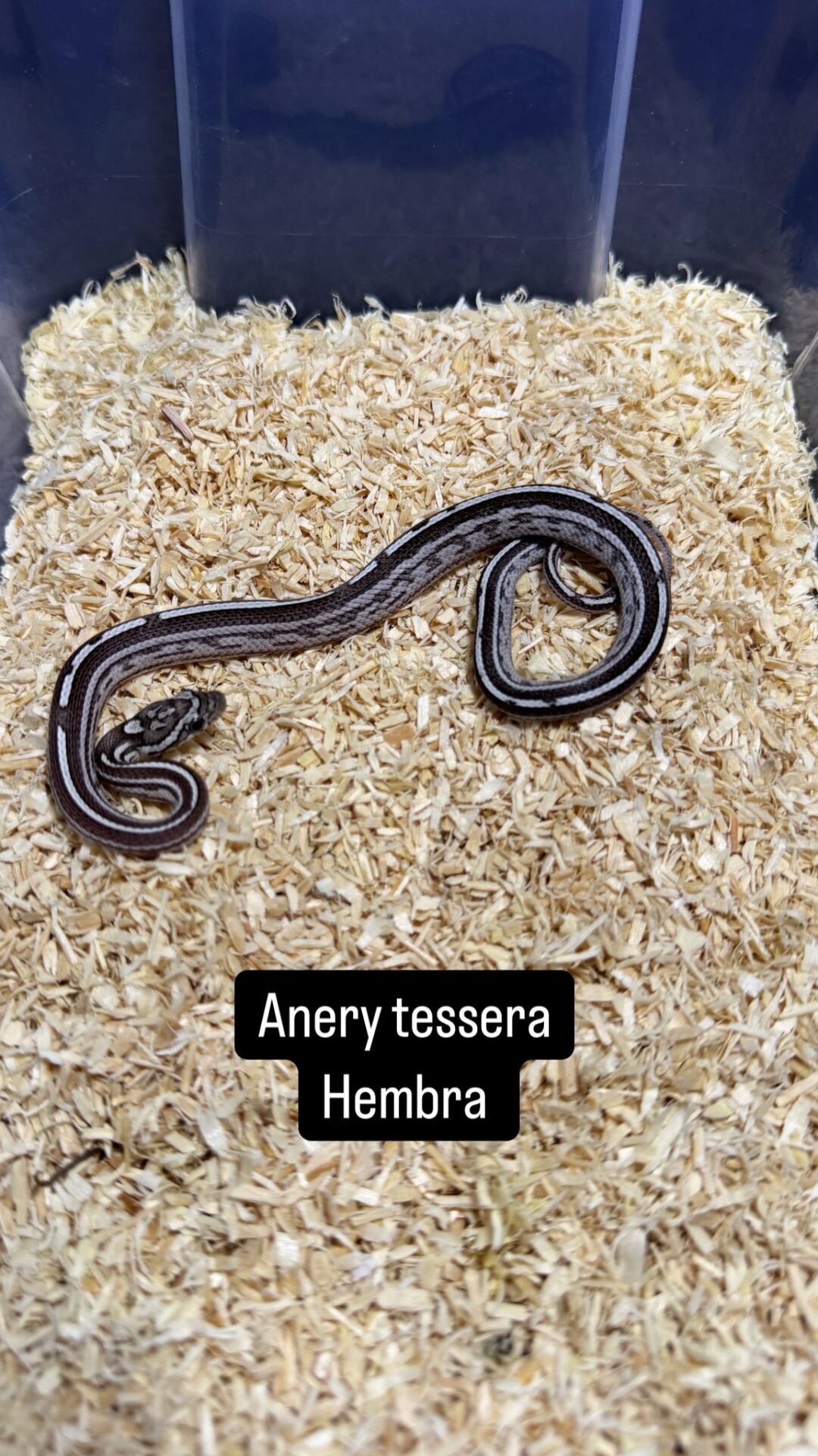 Serpiente del Maíz Anery Striped / Tessera - Imagen 4