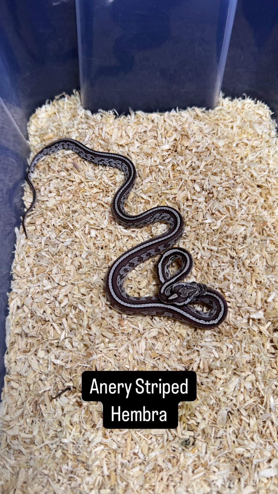 Serpiente del Maíz Anery Striped / Tessera - Imagen 5
