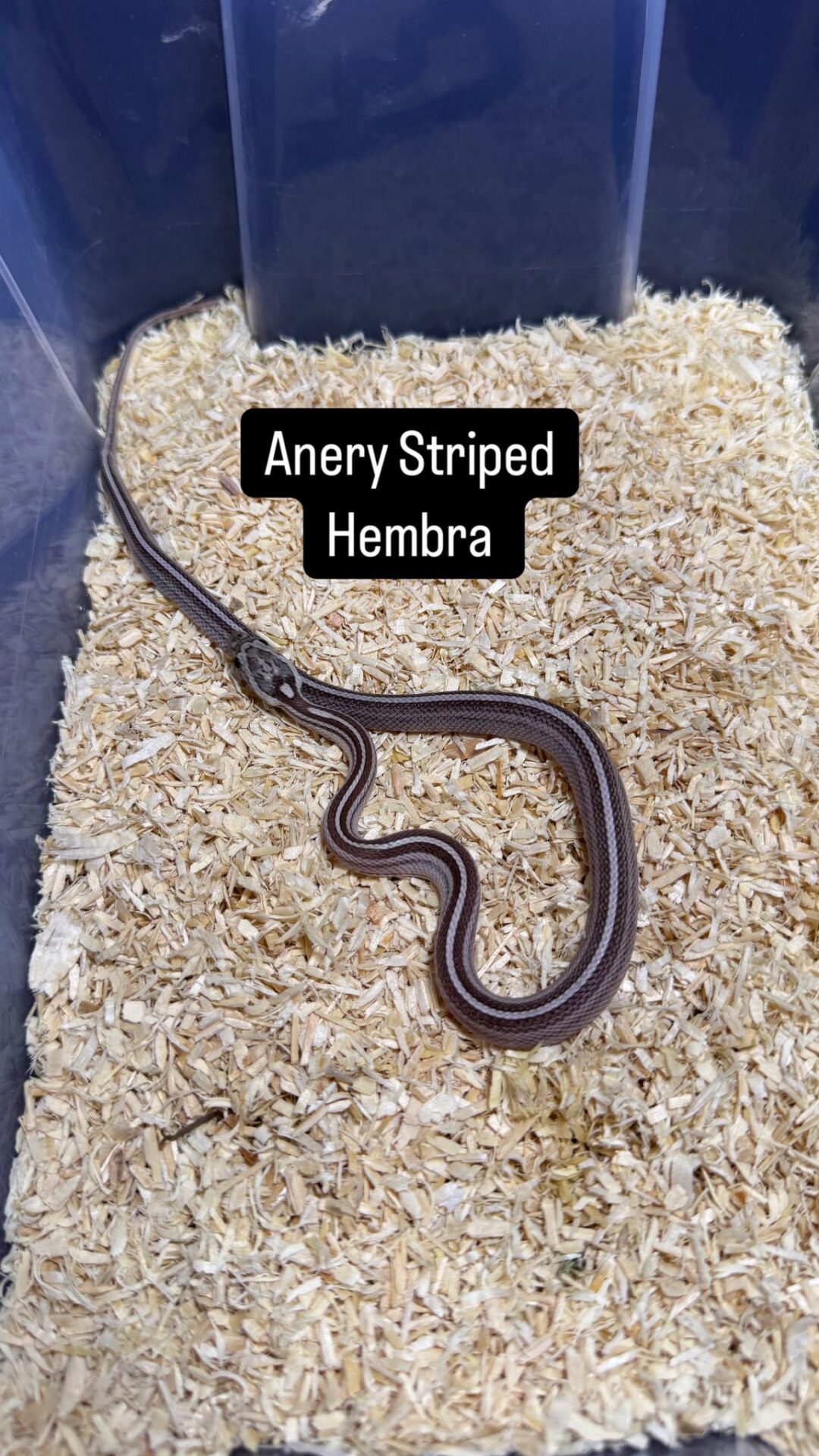 Serpiente del Maíz Anery Striped / Tessera - Imagen 7