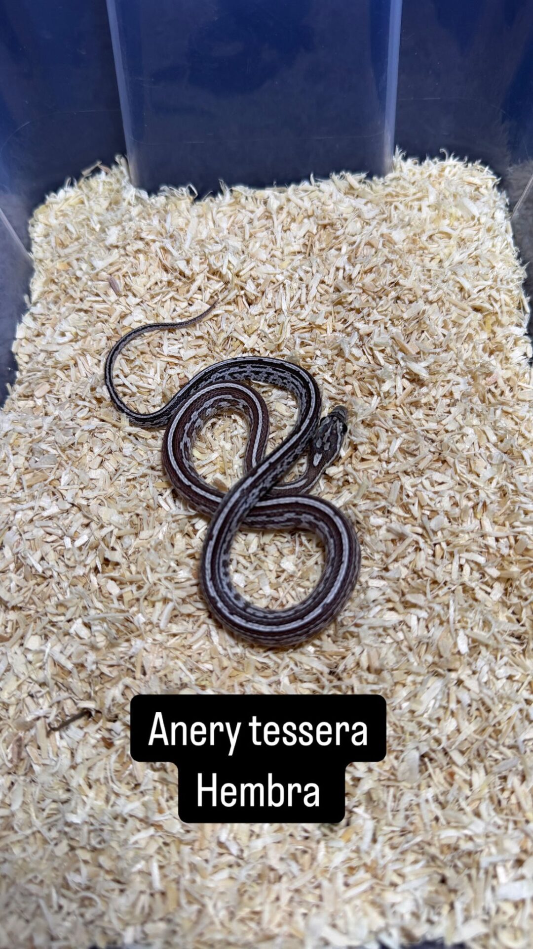 Serpiente del Maíz Anery Striped / Tessera - Imagen 6