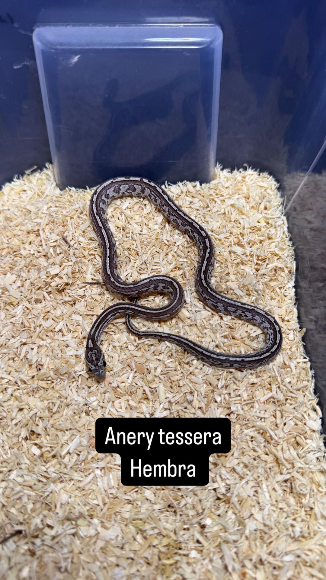 Serpiente del Maíz Anery Striped / Tessera - Imagen 8