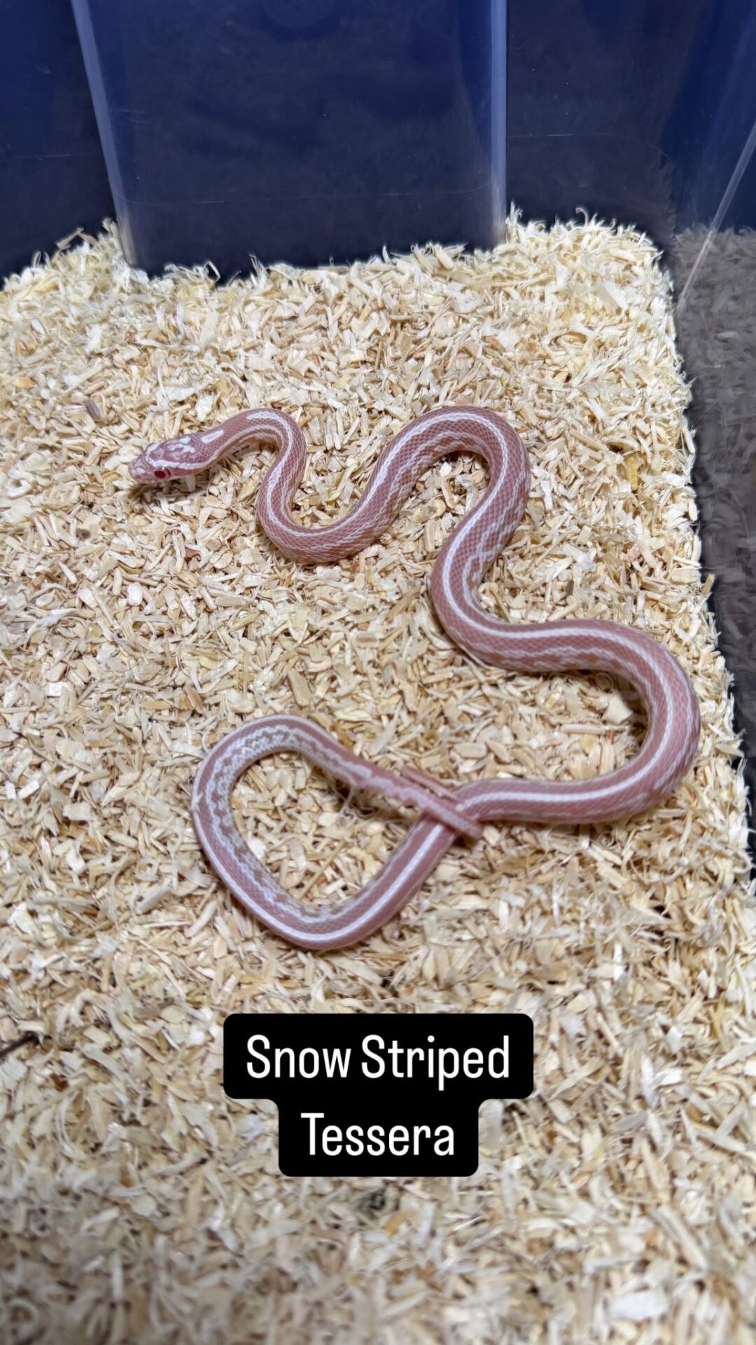Serpiente del Maíz Snow Tessera