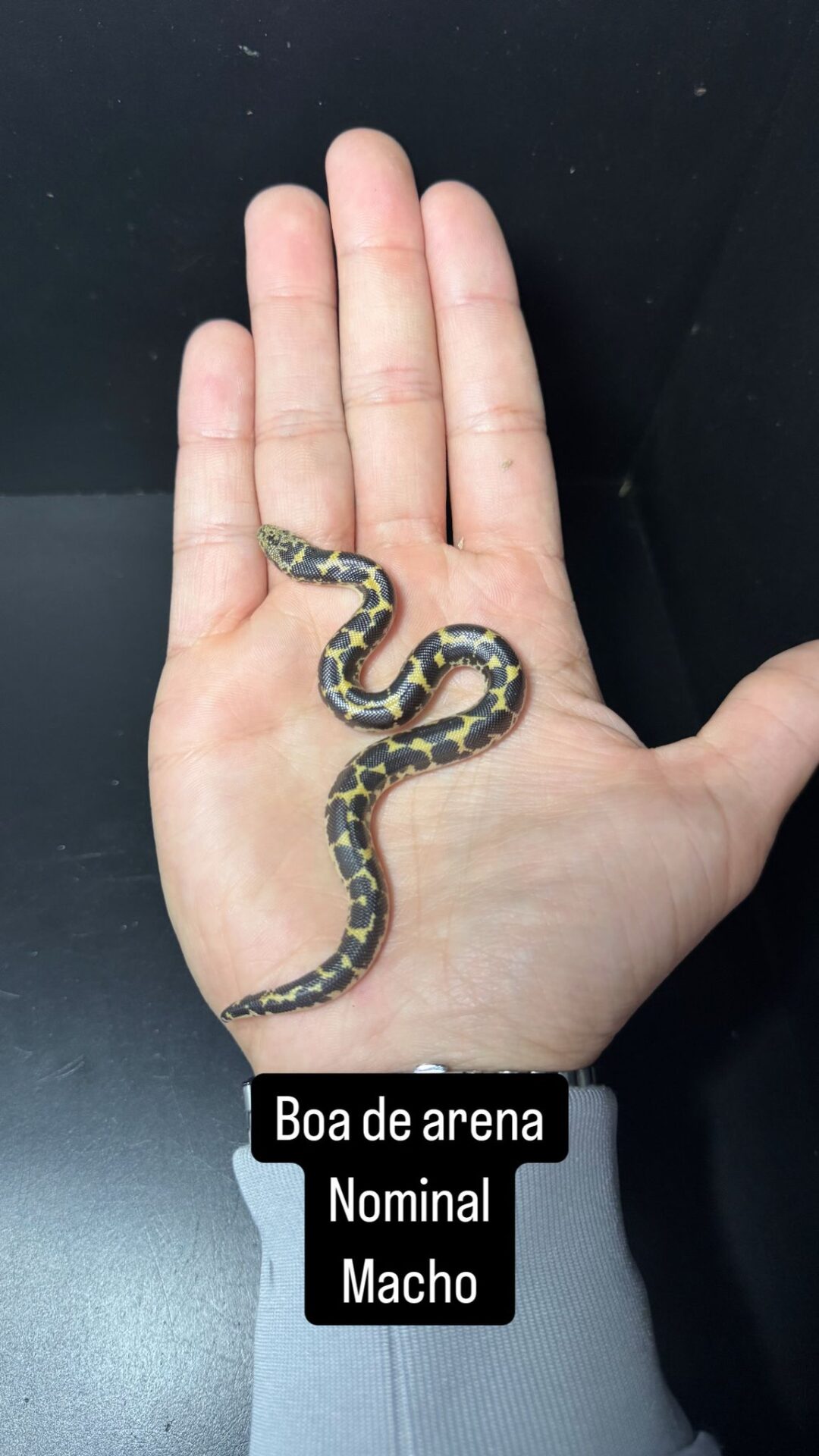 Eryx colubrinus (Boa de Arena) Nominal Macho