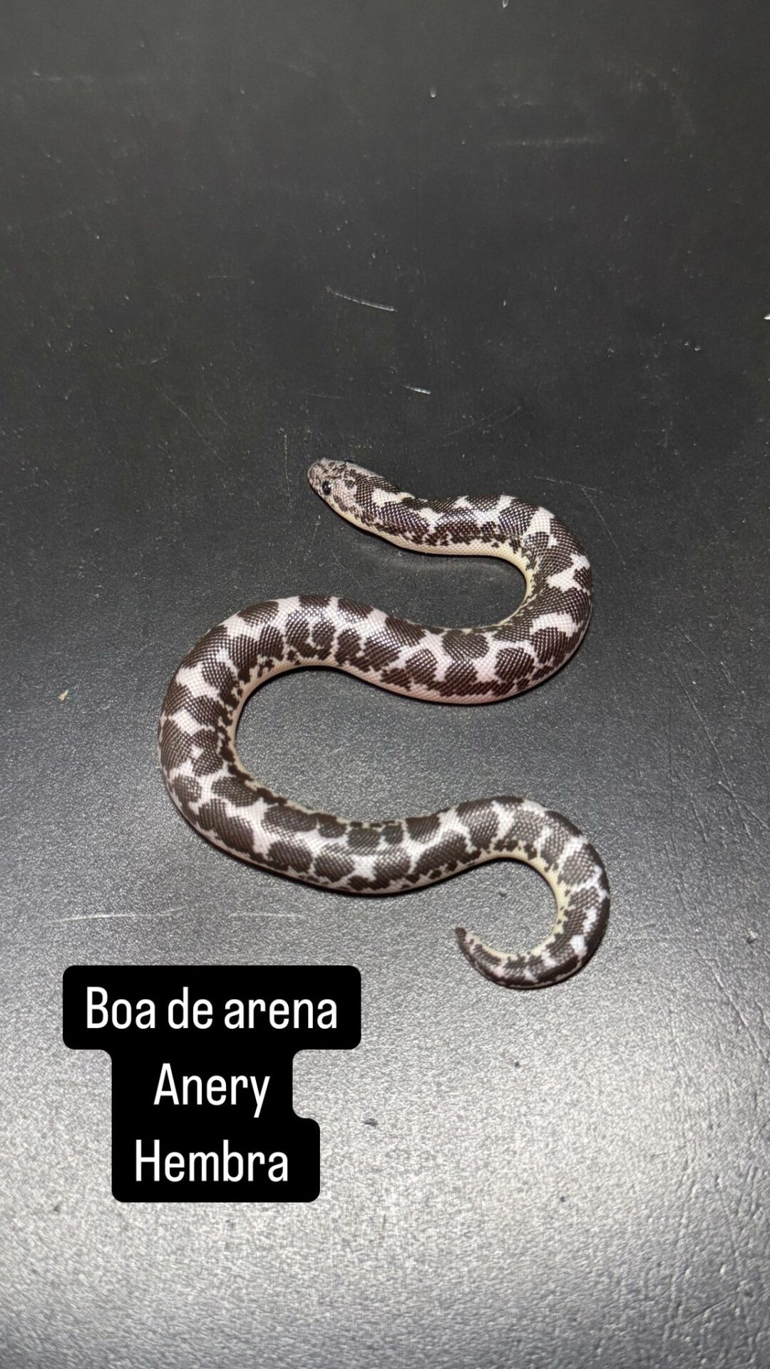 Eryx colubrinus Anery (Hembra)