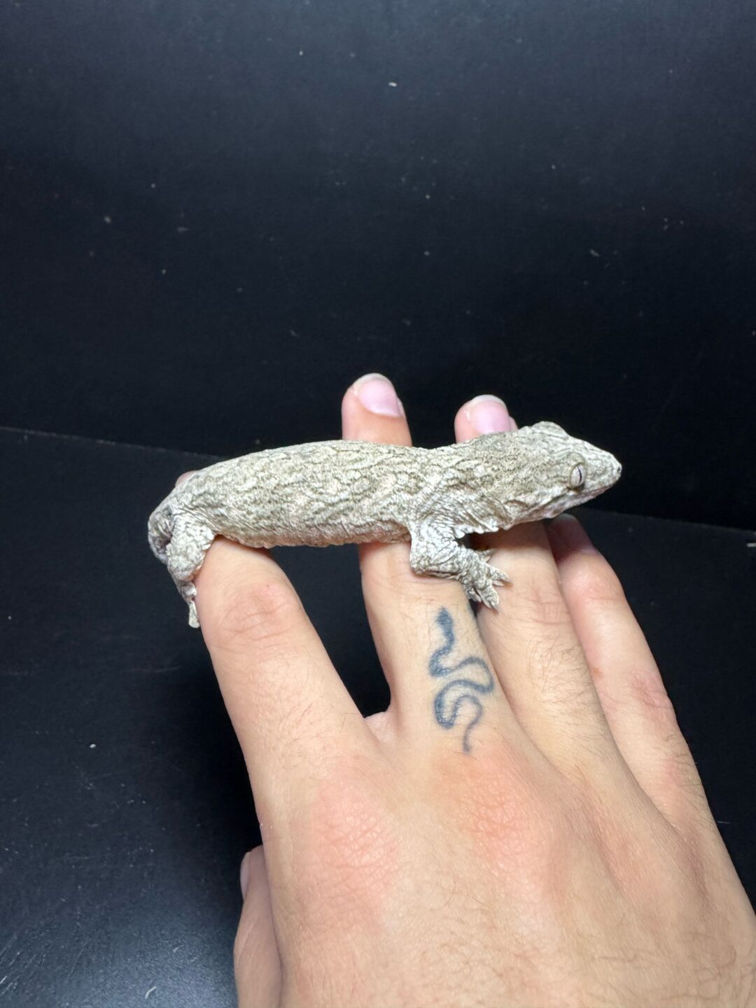 Rhacodactylus leachianus Mt. Koghis