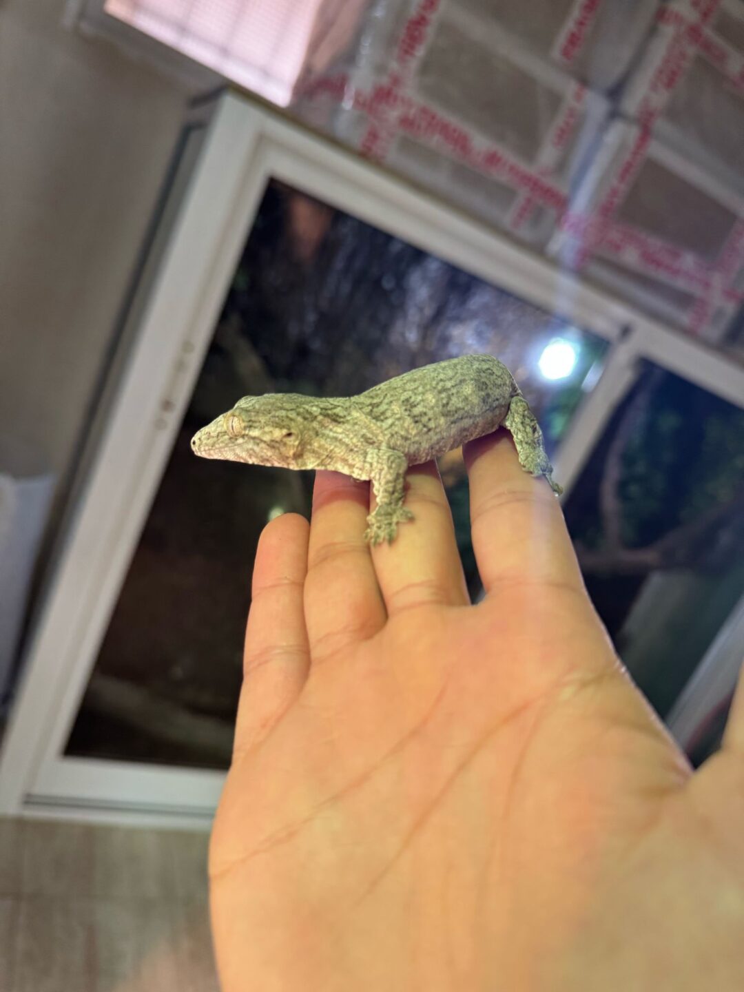 Rhacodactylus leachianus Mt. Koghis - Imagen 2