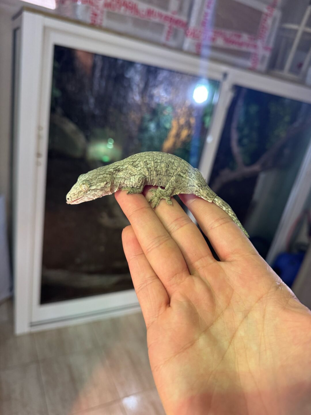 Rhacodactylus leachianus Mt. Koghis - Imagen 3