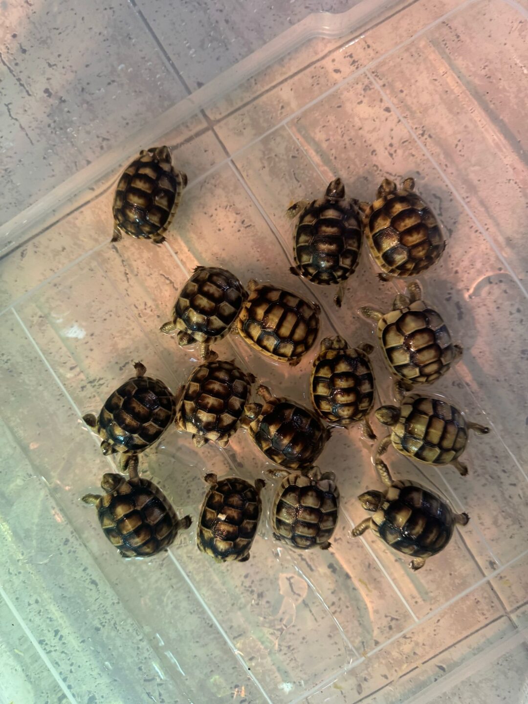 Testudo marginata (5/6 cm) - Imagen 2