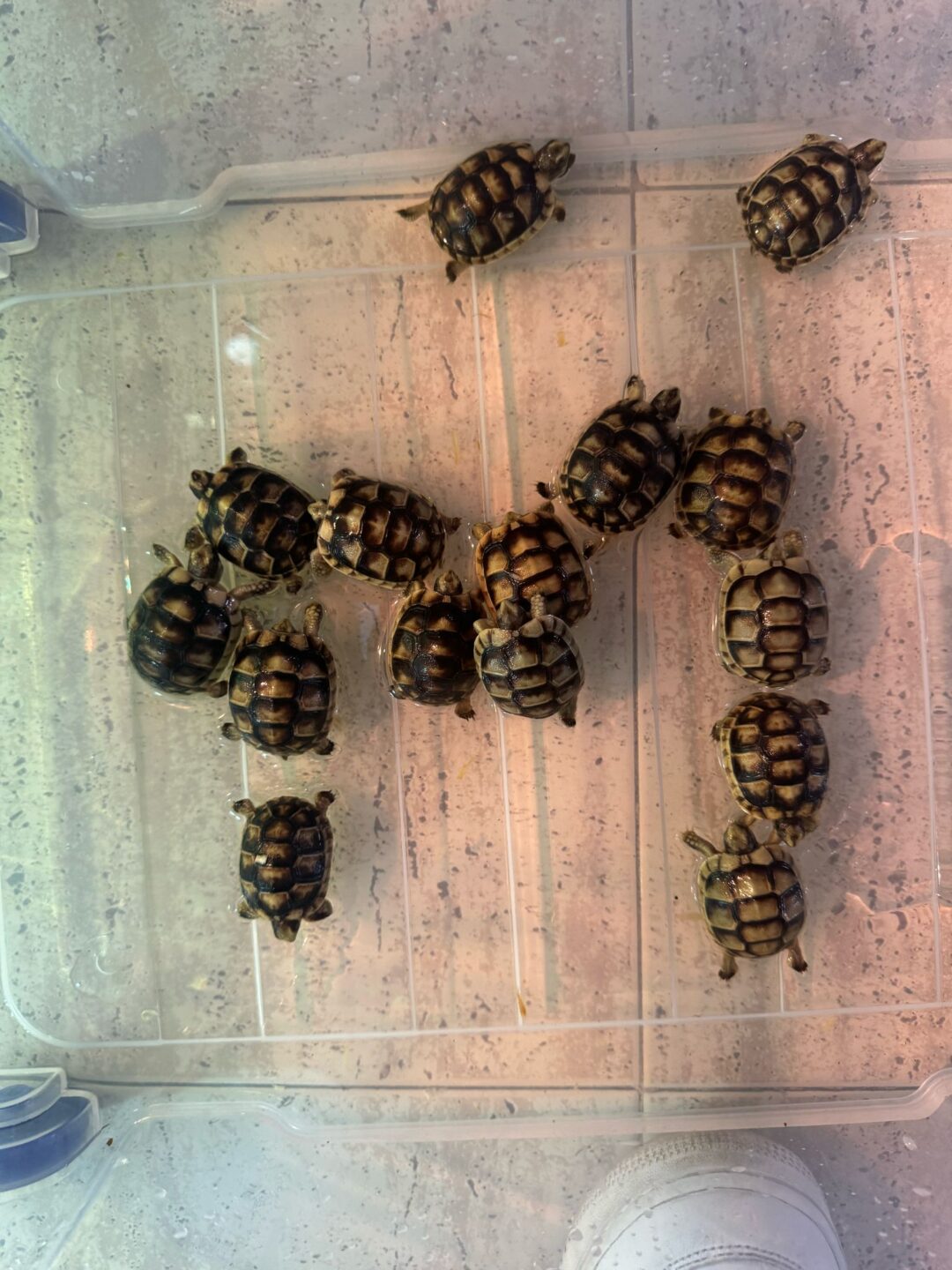 Testudo marginata (5/6 cm) - Imagen 4