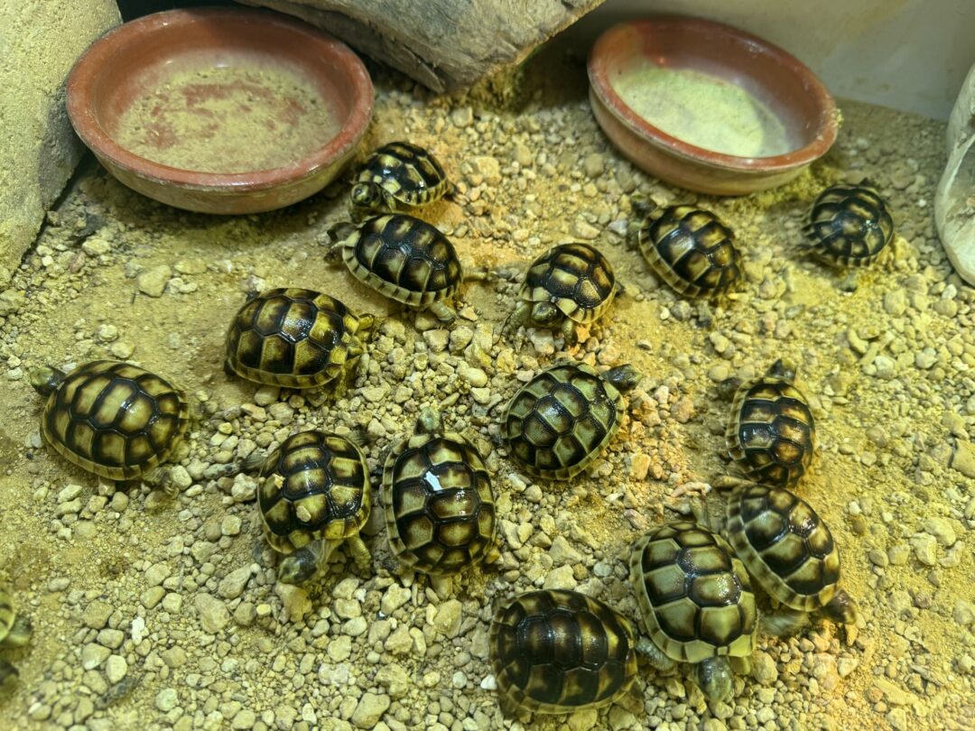 Testudo marginata (5/6 cm) - Imagen 3