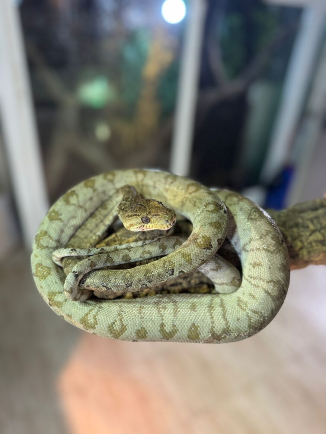 Corallus hortulanus (Adulta – Macho)