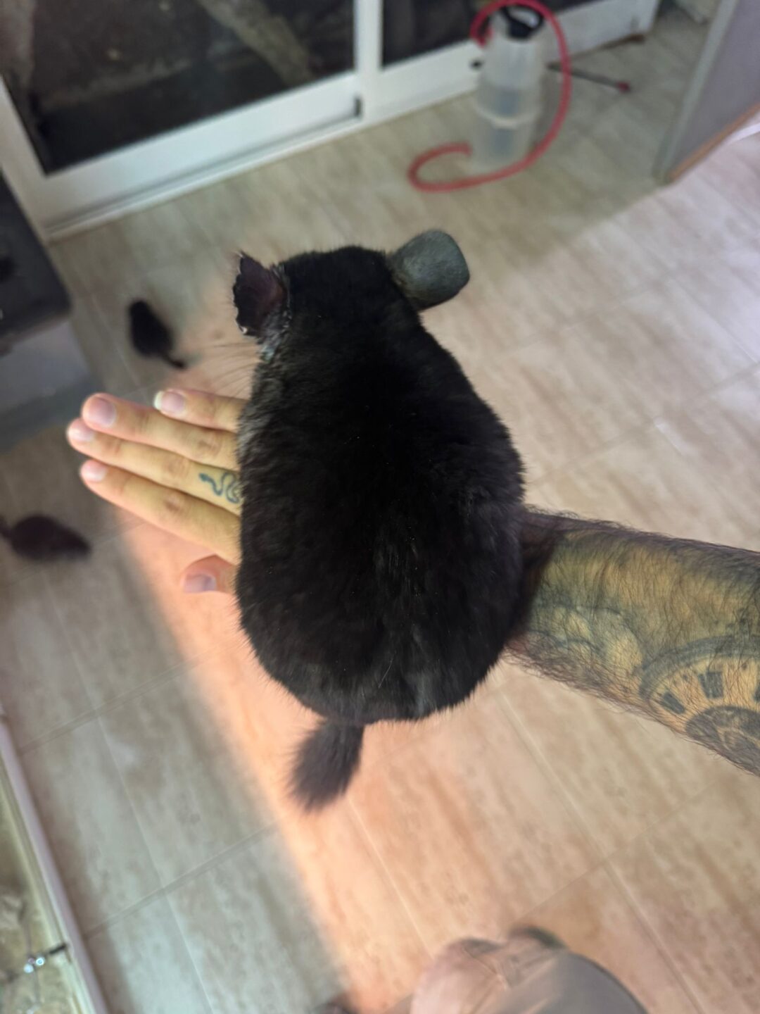 Chinchilla Negra (Machos y Hembras)