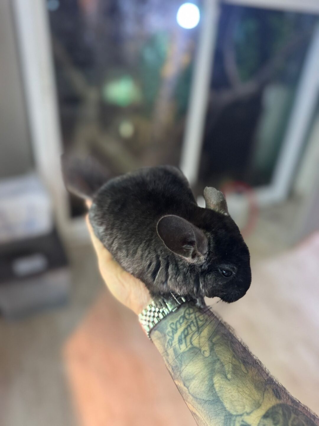 Chinchilla Negra (Machos y Hembras) - Imagen 3