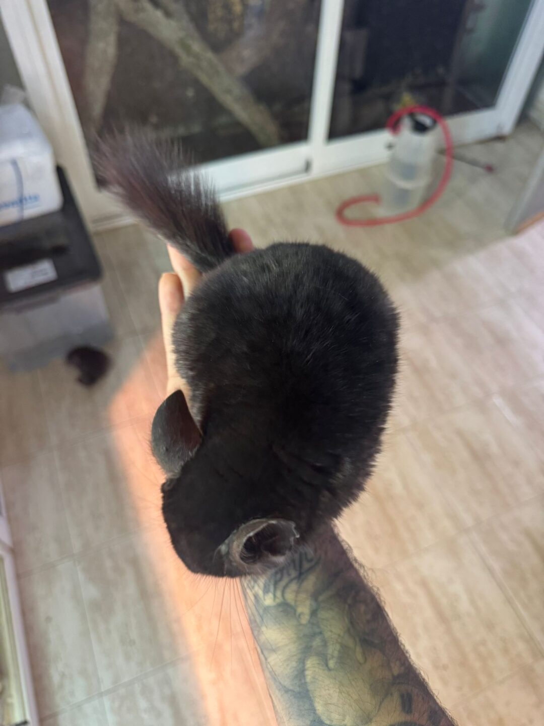 Chinchilla Negra (Machos y Hembras) - Imagen 2