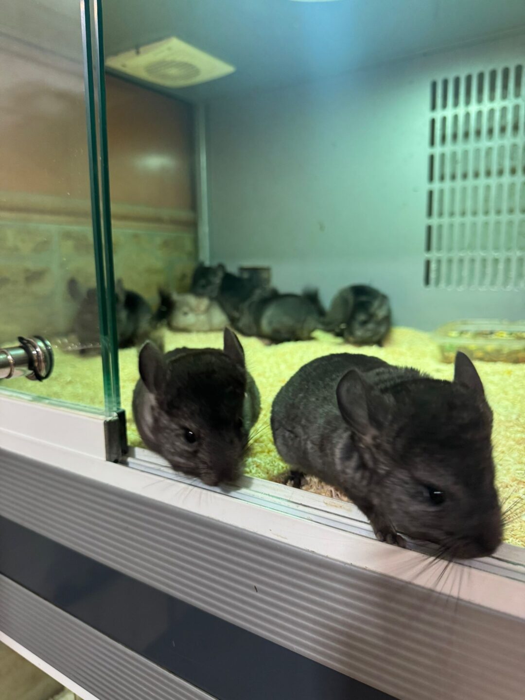 Chinchilla Negra (Machos y Hembras) - Imagen 4