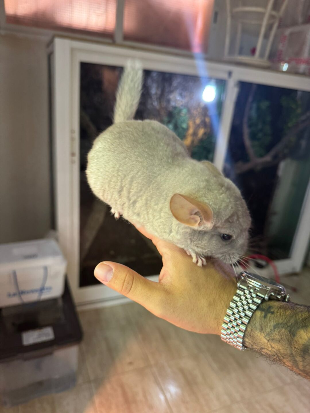 Chinchilla Beige (Machos y Hembras)