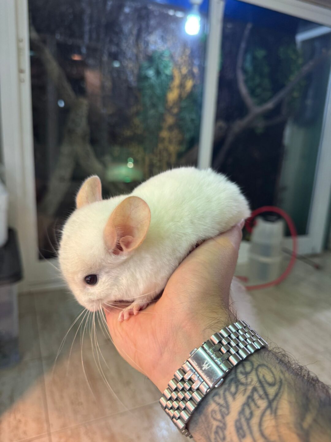 Chinchilla Blanca (Machos y Hembras)