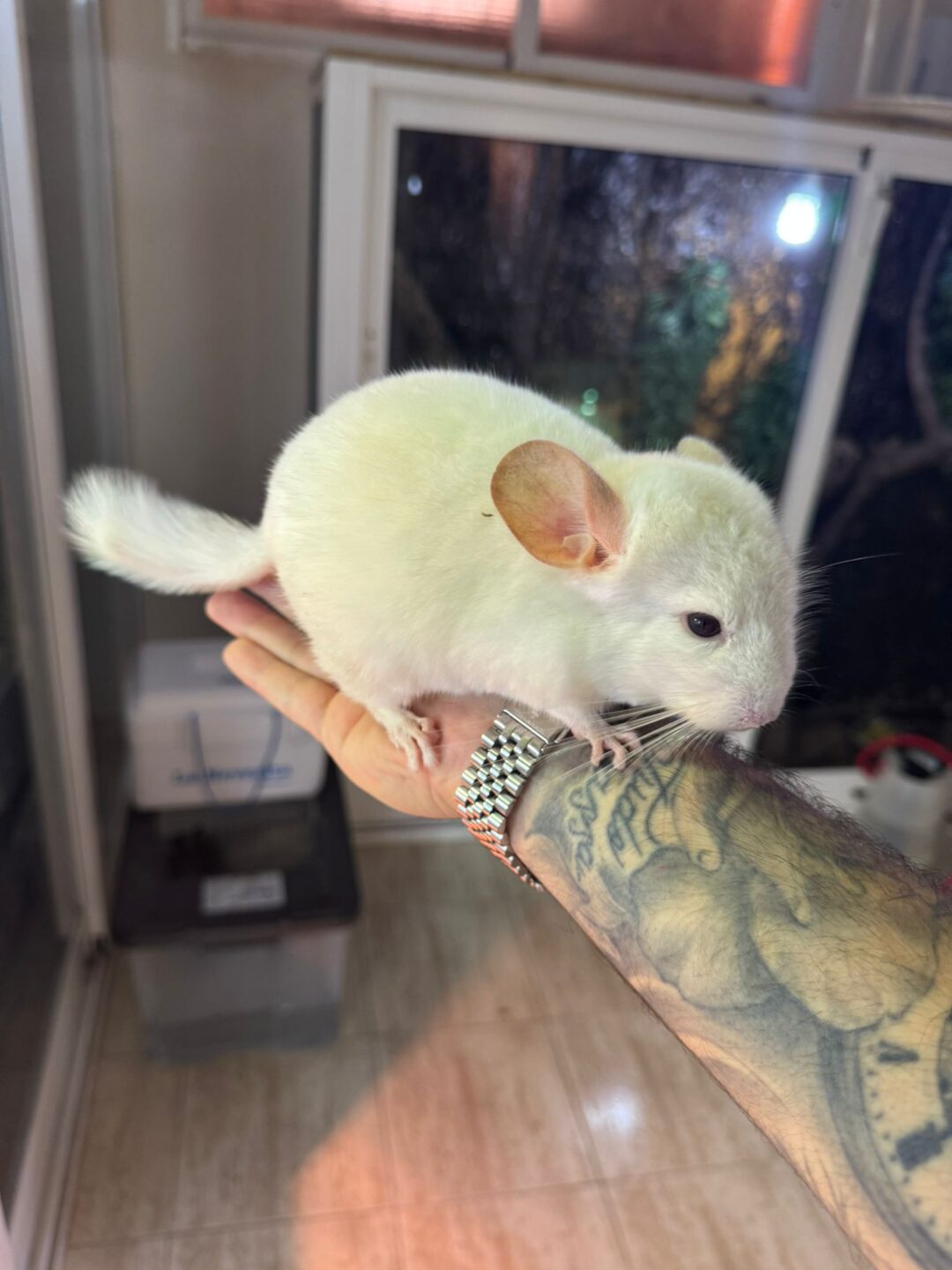 Chinchilla Blanca (Machos y Hembras) - Imagen 3