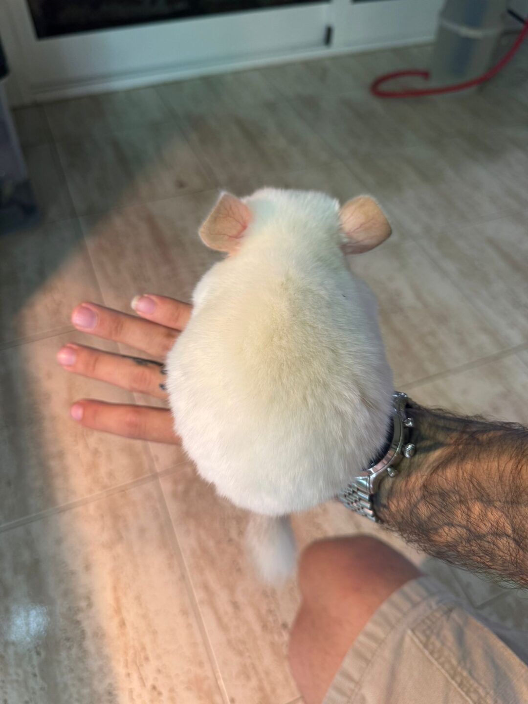 Chinchilla Blanca (Machos y Hembras) - Imagen 2