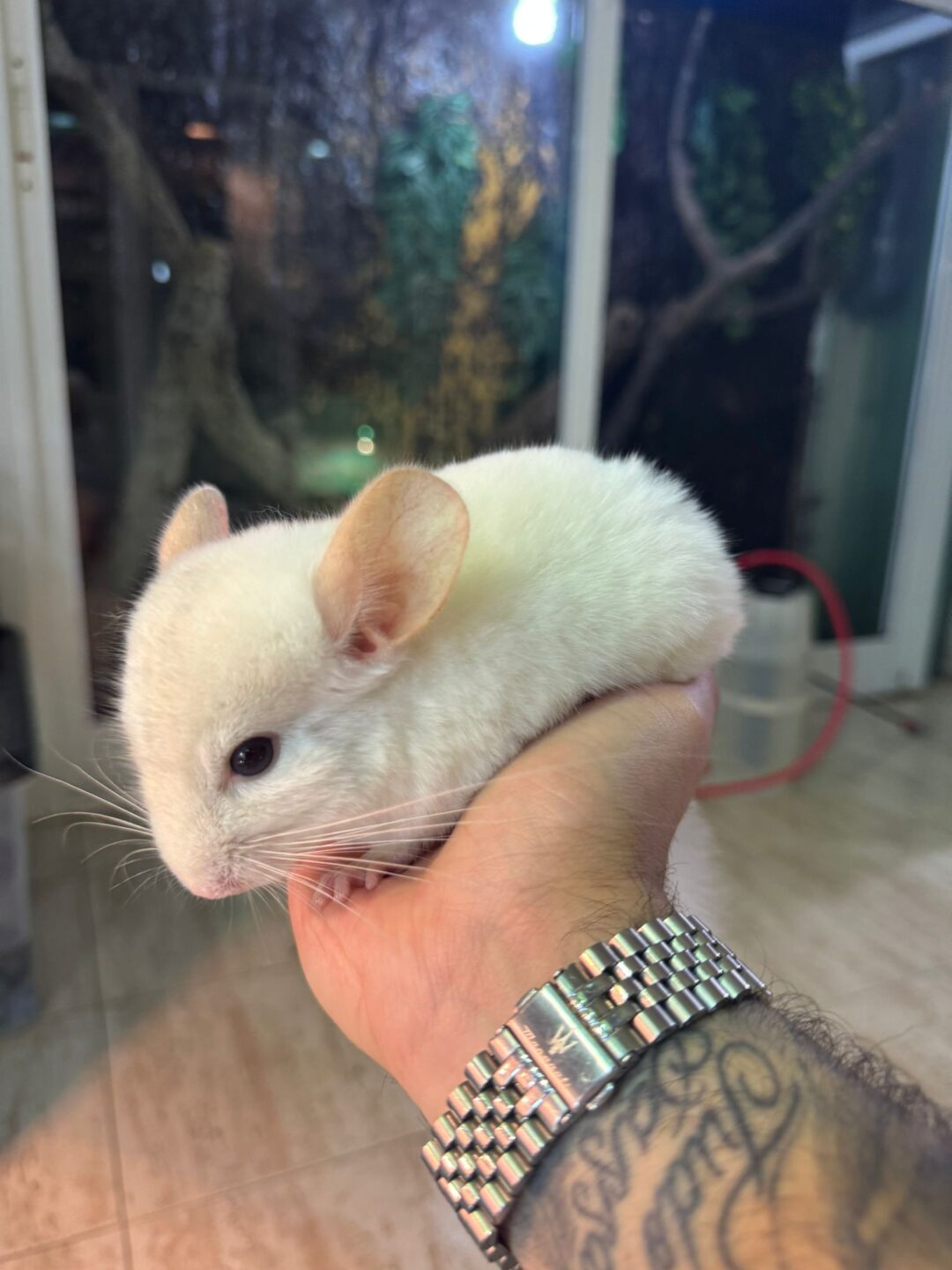 Chinchilla Blanca (Machos y Hembras) - Imagen 4