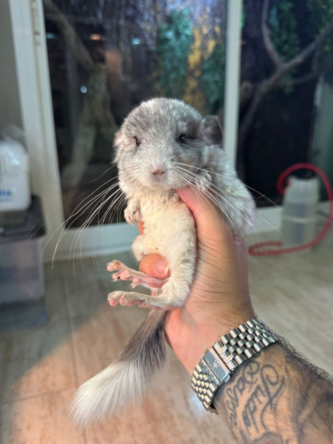 Chinchilla Mosaico (Machos y Hembras)