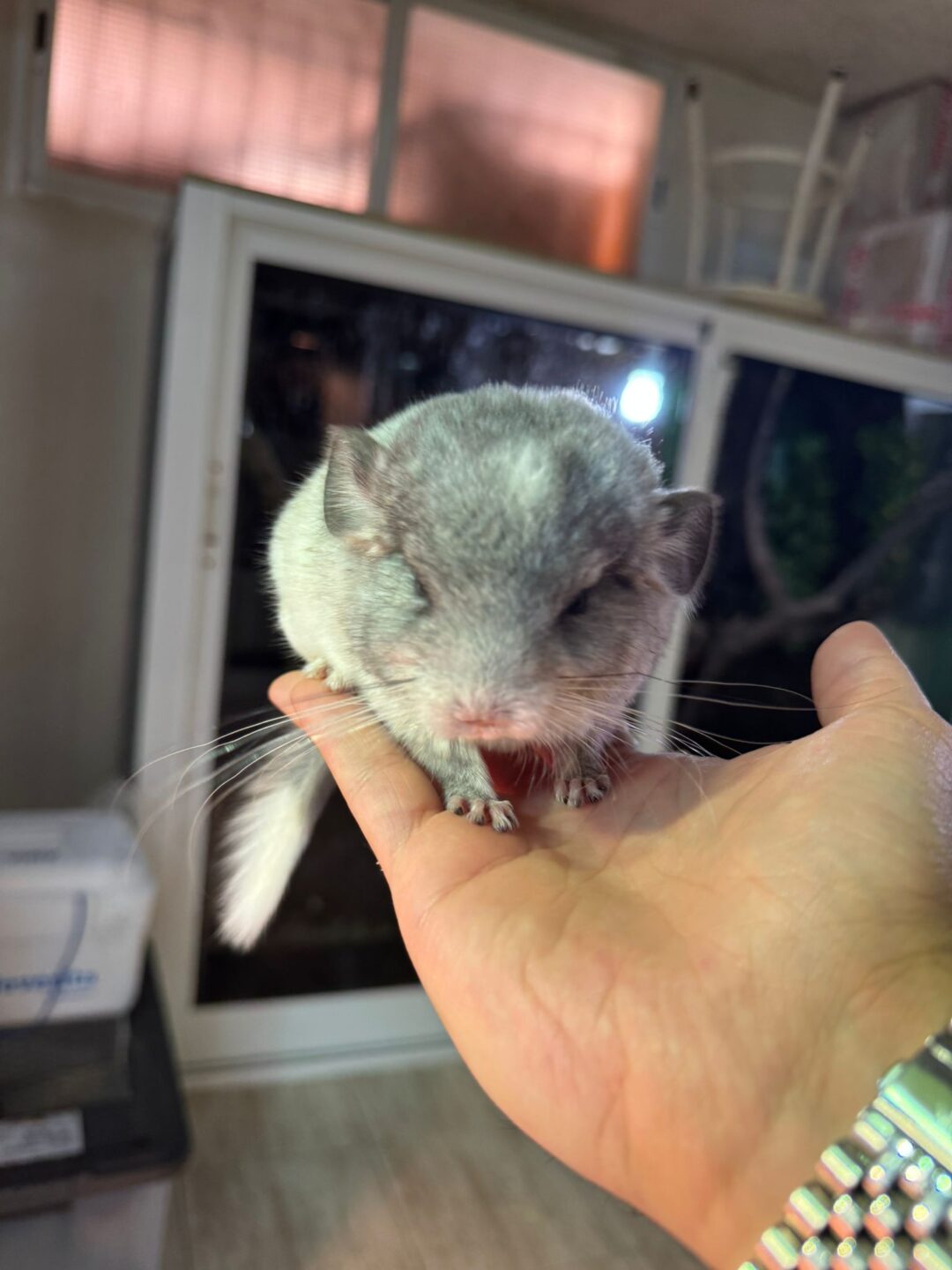 Chinchilla Mosaico (Machos y Hembras) - Imagen 2