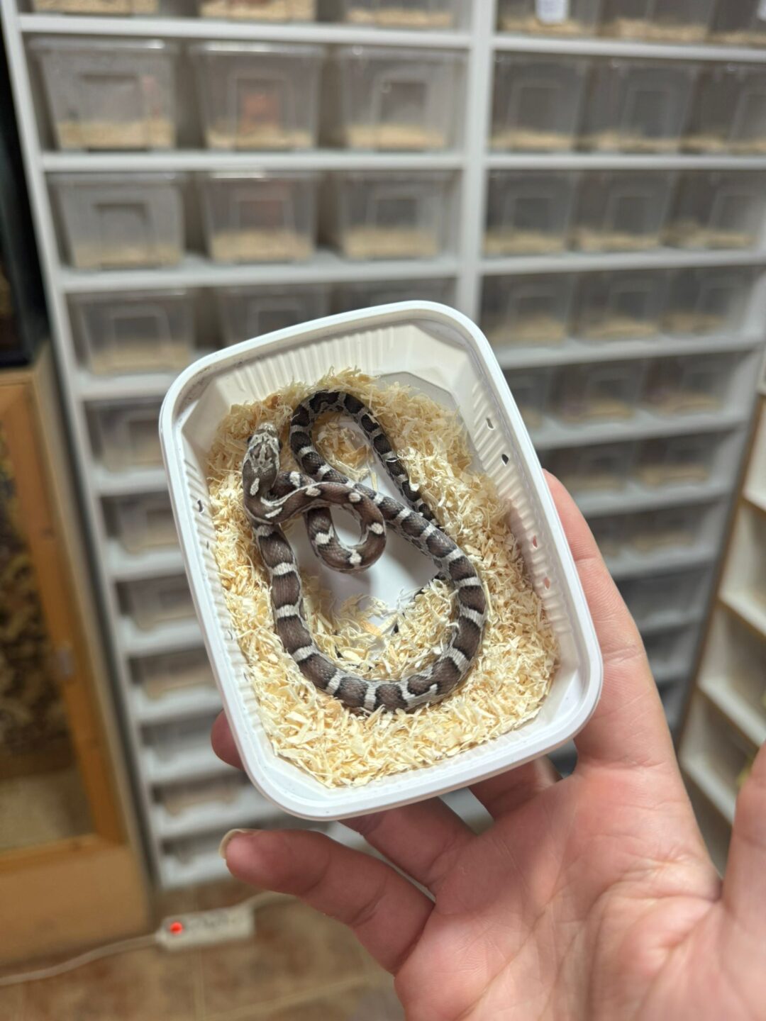 Pantherophis guttatus Anery het Scaleless (Pareja) - Imagen 2