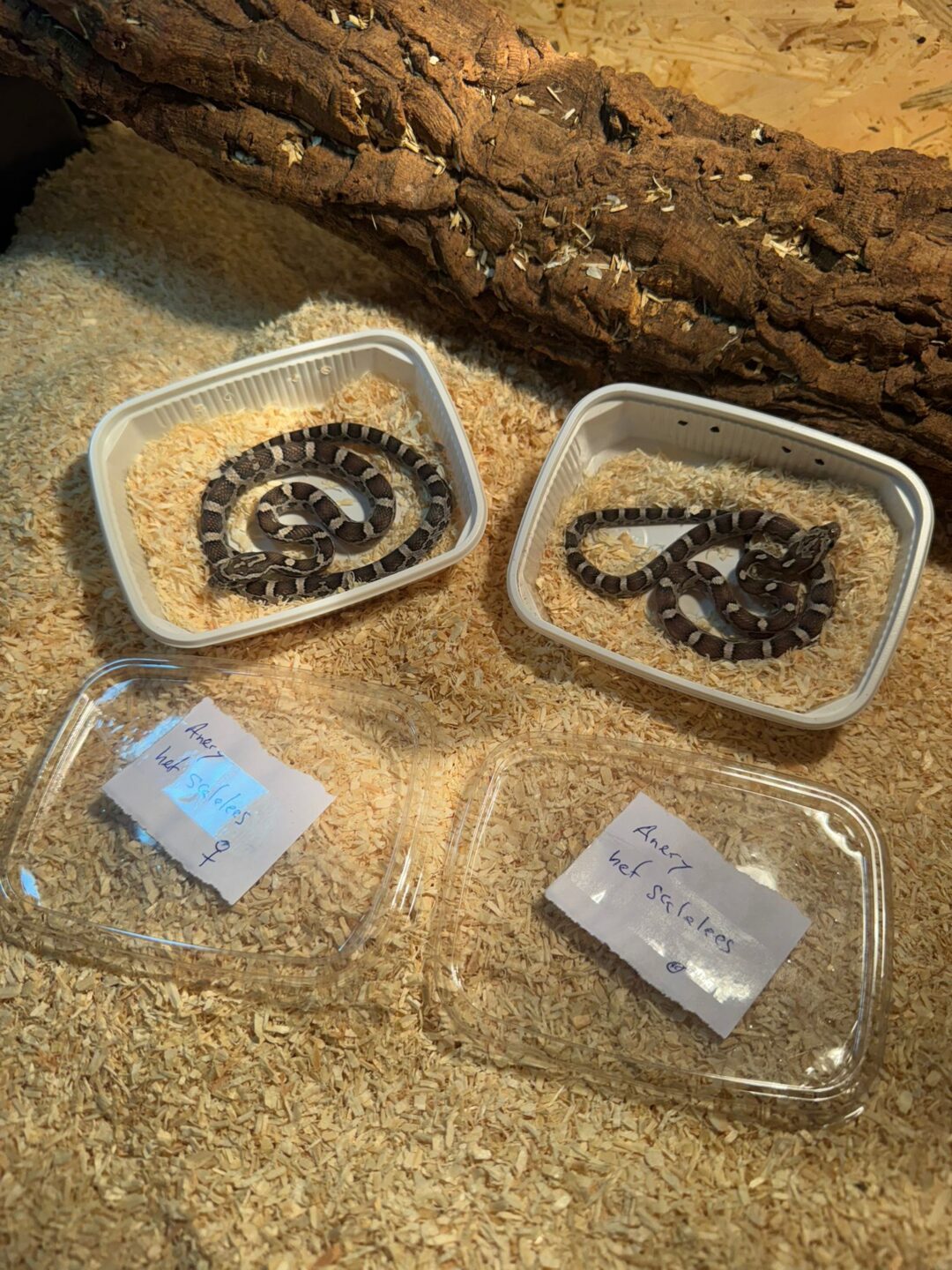 Pantherophis guttatus Anery het Scaleless (Pareja)