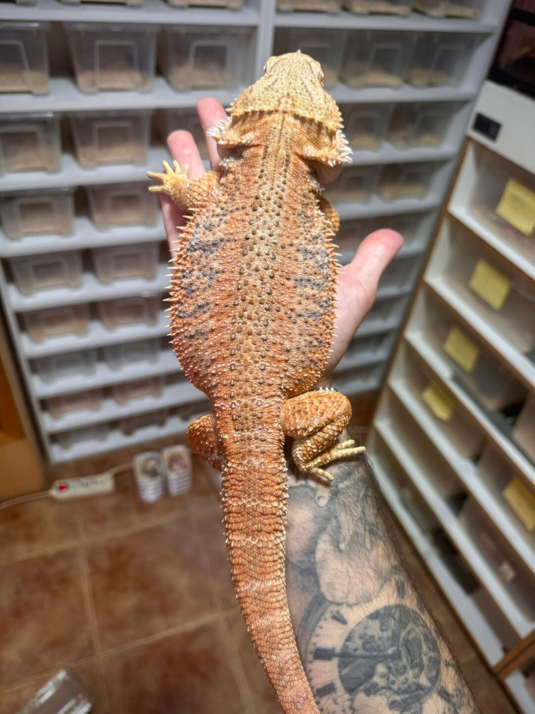 Pogona vitticeps Red Adulto (Macho)