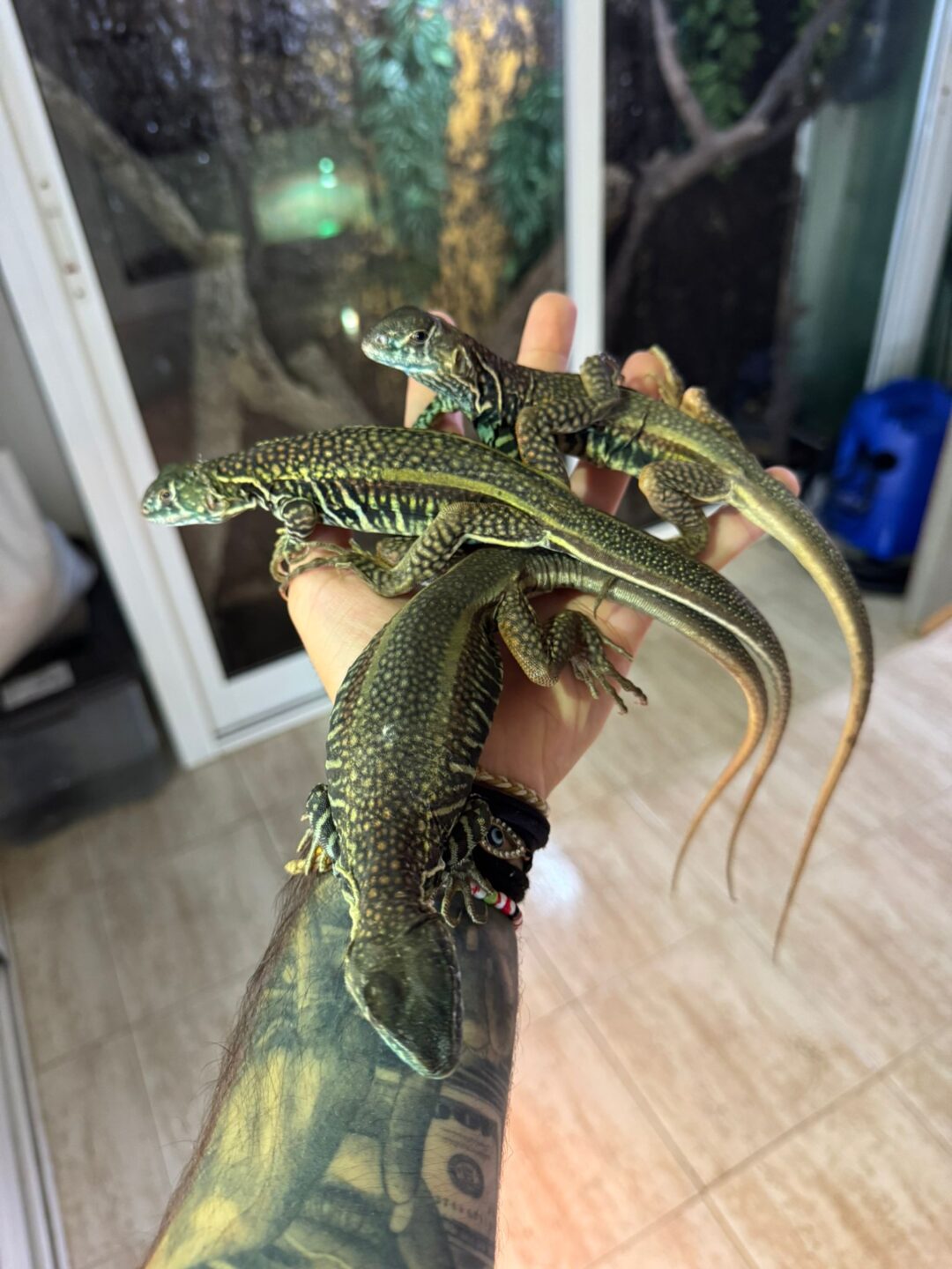 Leiolepis guttata (Machos y Hembras) - Imagen 2