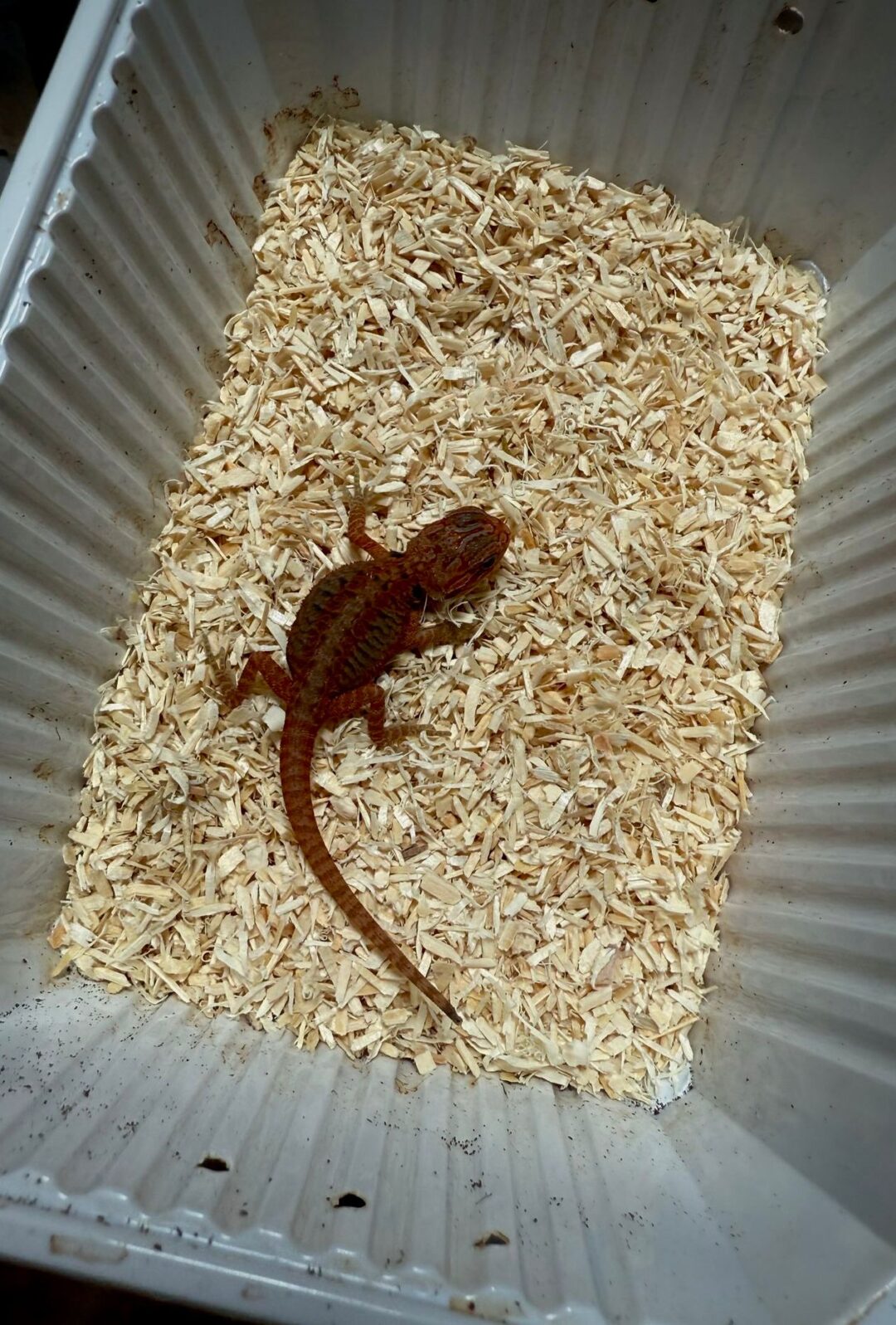 Pogona vitticeps Red (Babys) - Imagen 3