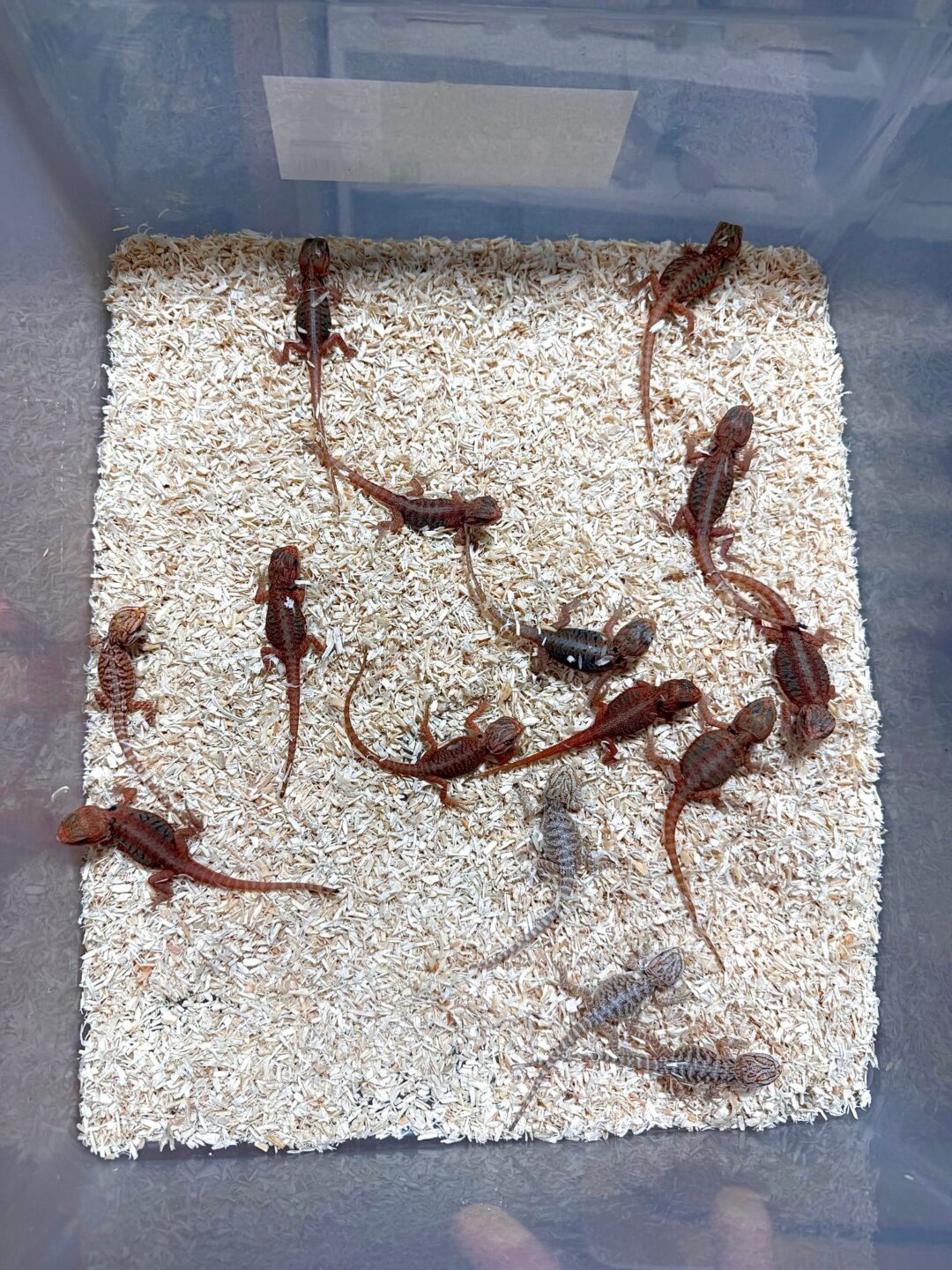 Pogona vitticeps Red (Babys)