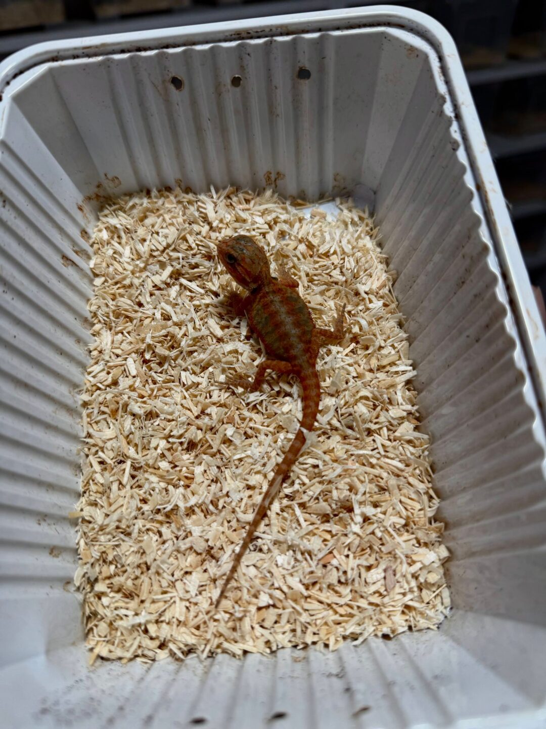 Pogona vitticeps Red (Babys) - Imagen 4