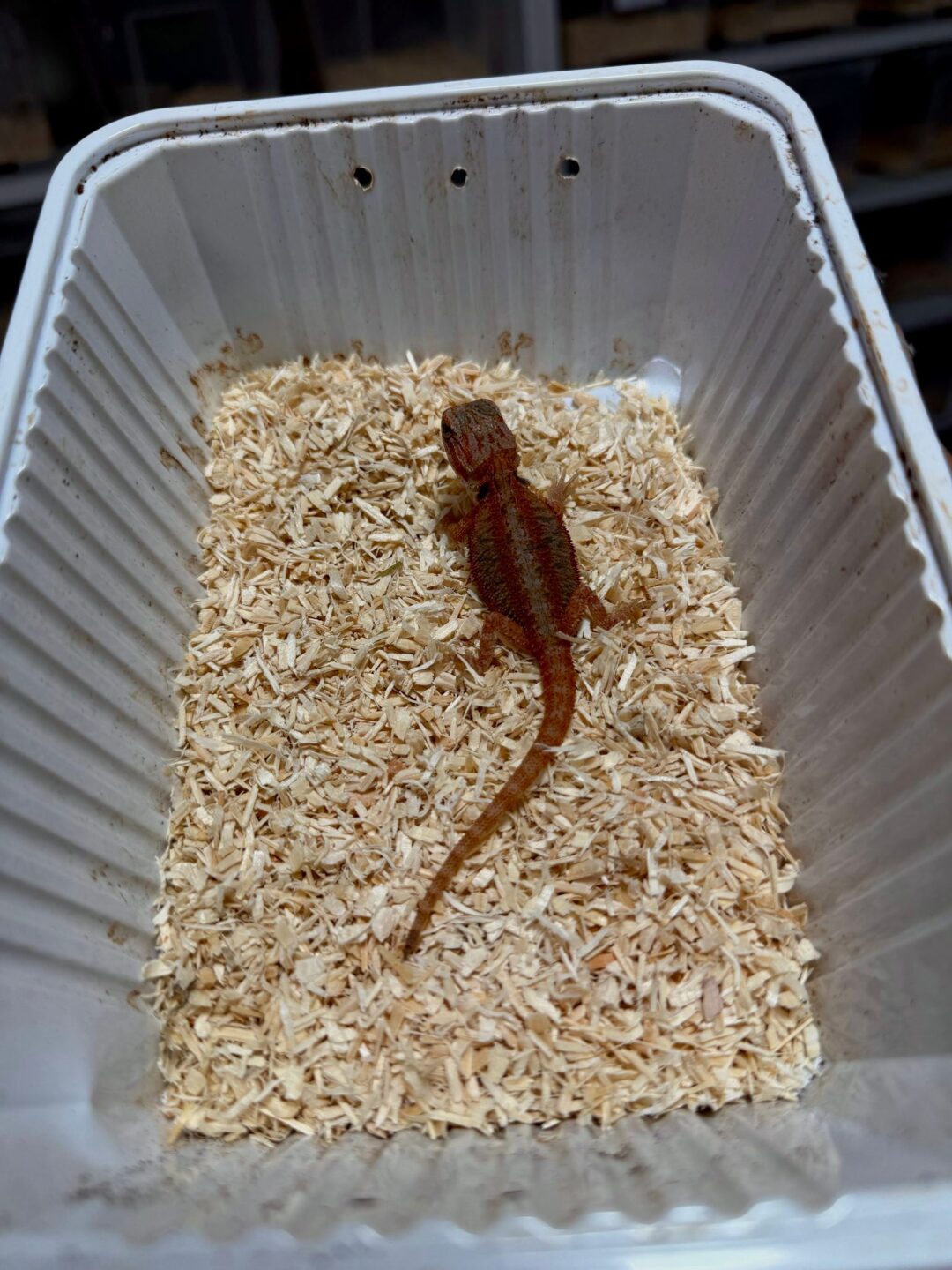 Pogona vitticeps Red (Babys) - Imagen 5