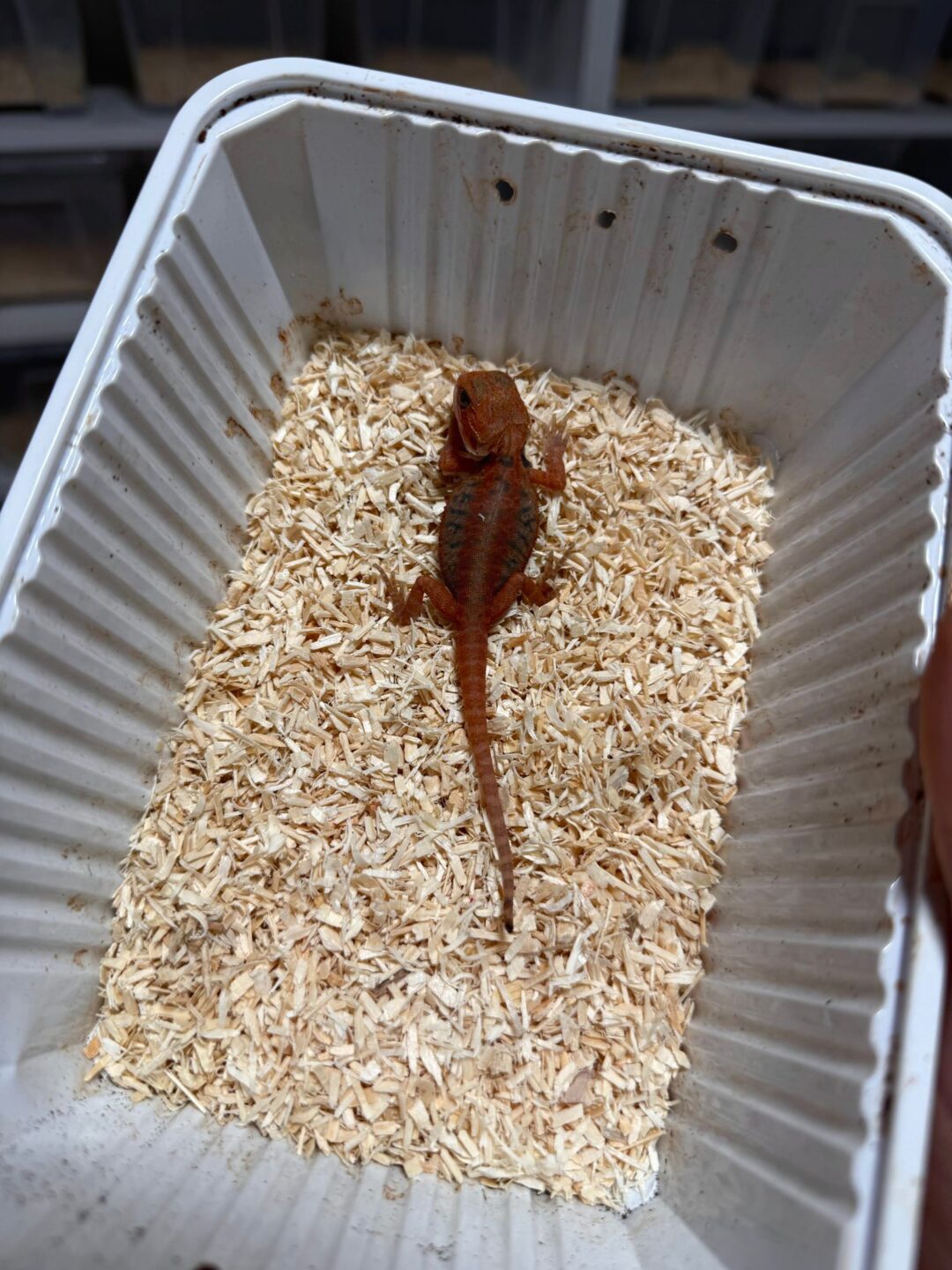 Pogona vitticeps Red (Babys) - Imagen 2