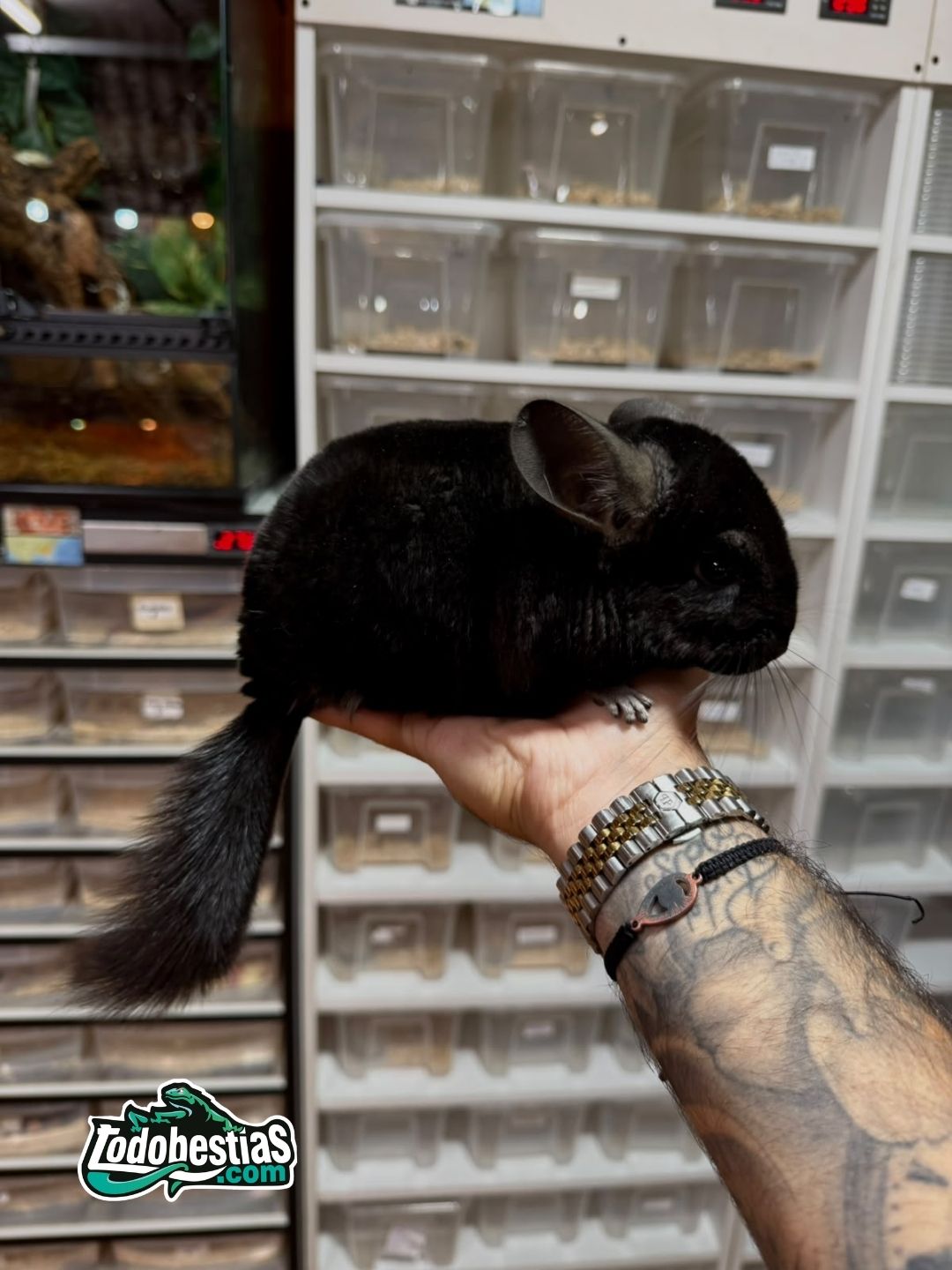 Chinchilla Negra (Machos y Hembras)