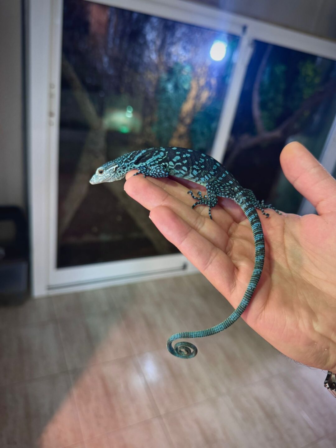 Varanus macraei (Nacido en cautividad)