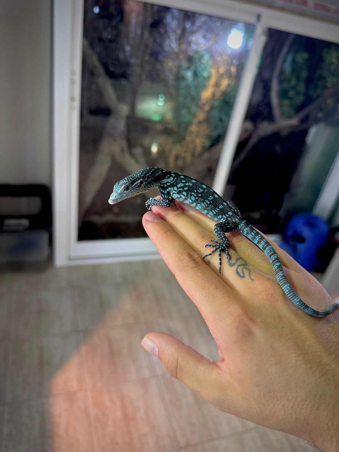 Varanus macraei (Nacido en cautividad) - Imagen 3