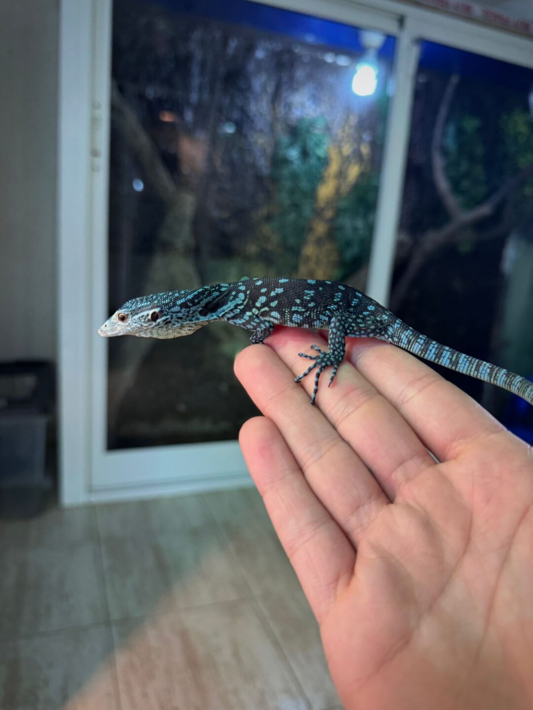 Varanus macraei (Nacido en cautividad) - Imagen 2