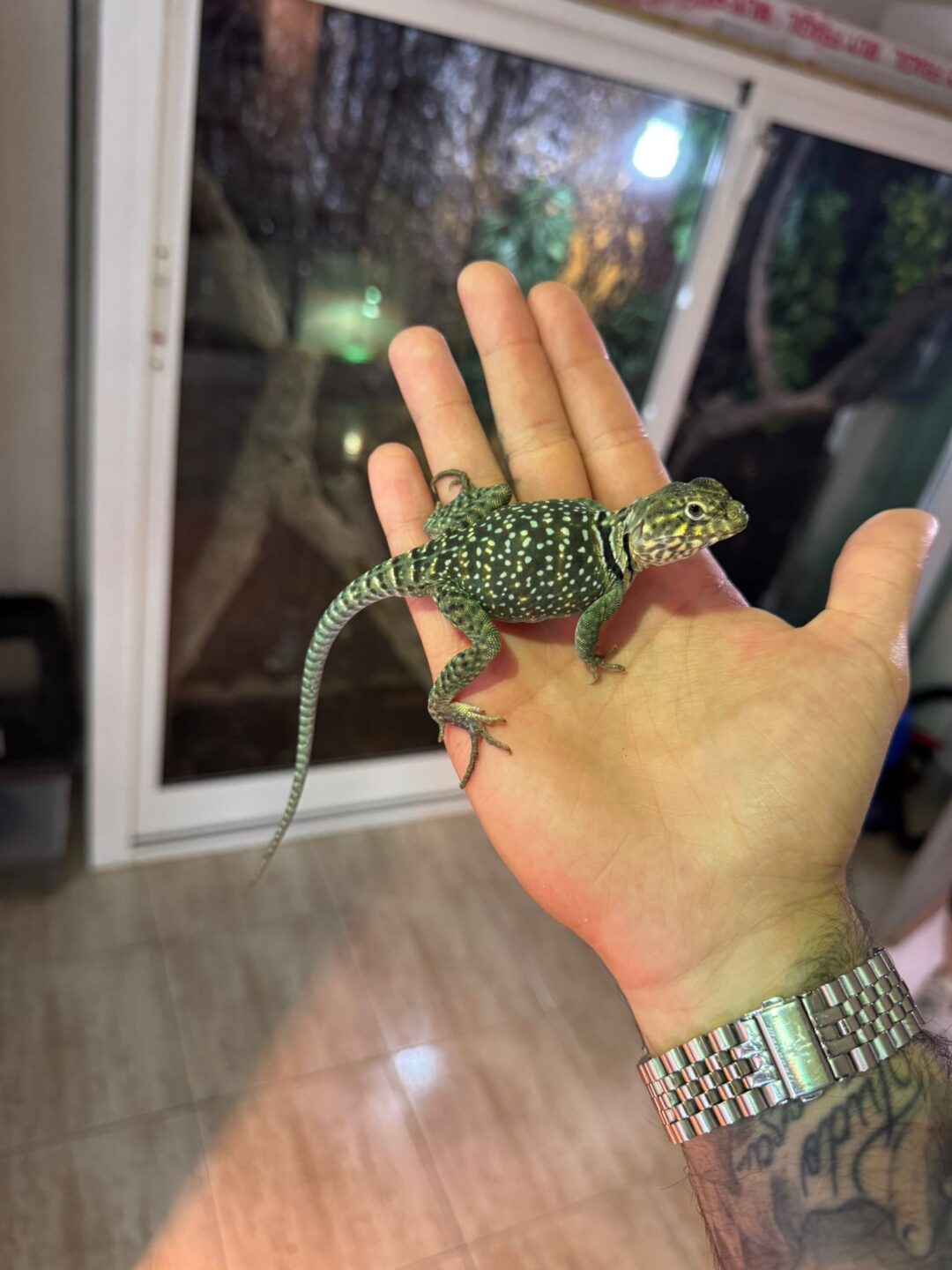 Crotaphytus collaris "Wichita" (Macho adulto)