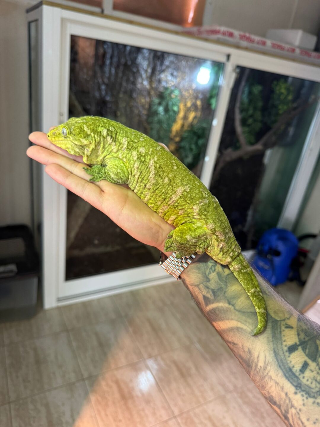 Rhacodactylus leachianus Nuu Anna (Macho adulto reproductor)