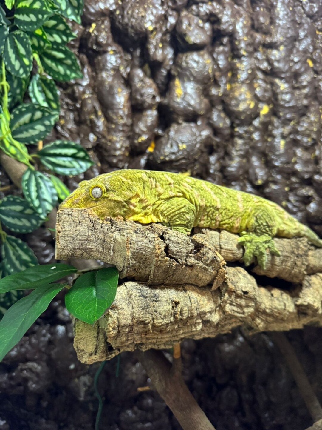 Rhacodactylus leachianus Nuu Anna (Macho adulto reproductor) - Imagen 2