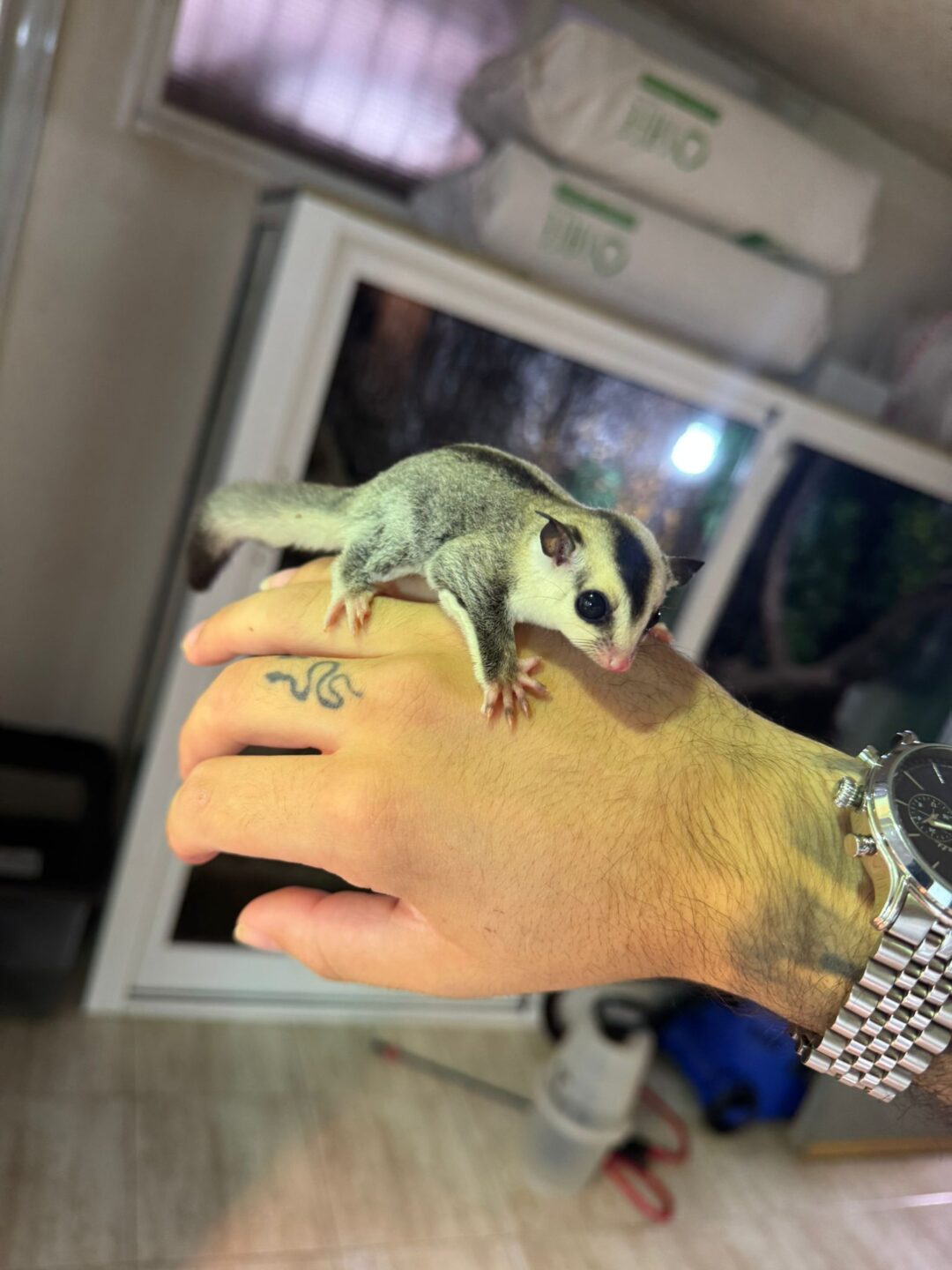 Petauro breviceps White Face (Cara blanca) - Imagen 2