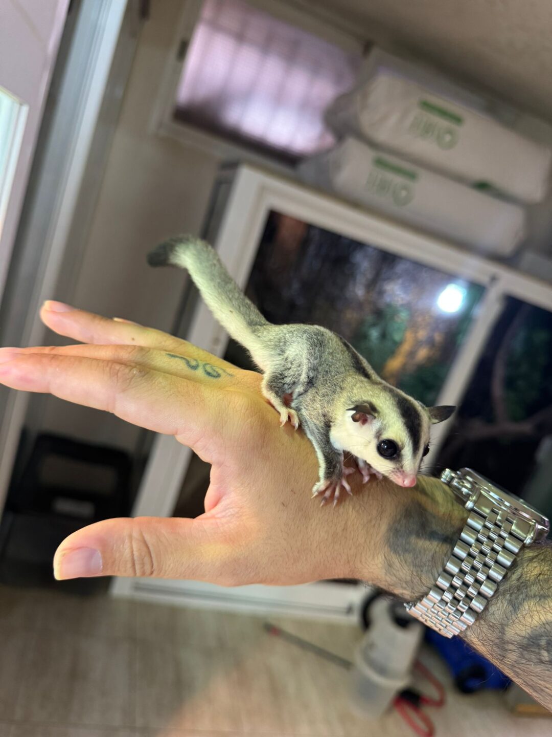 Petauro breviceps White Face (Cara blanca)
