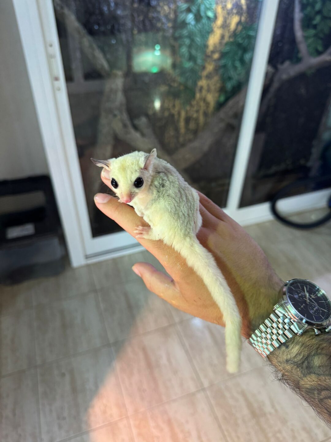 Petauro breviceps TPM (True Platinum Mosaic)