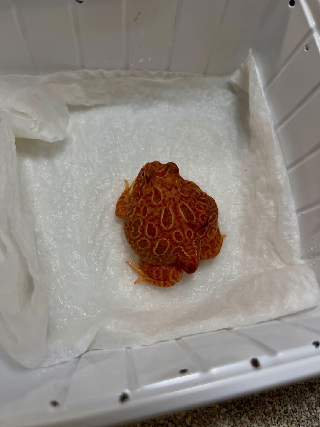 Ceratophrys cranwelli Strawberry