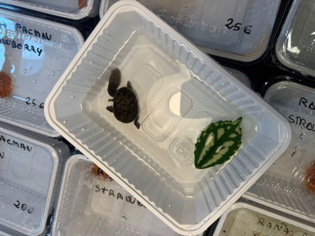 Macrochelodina rugosa
