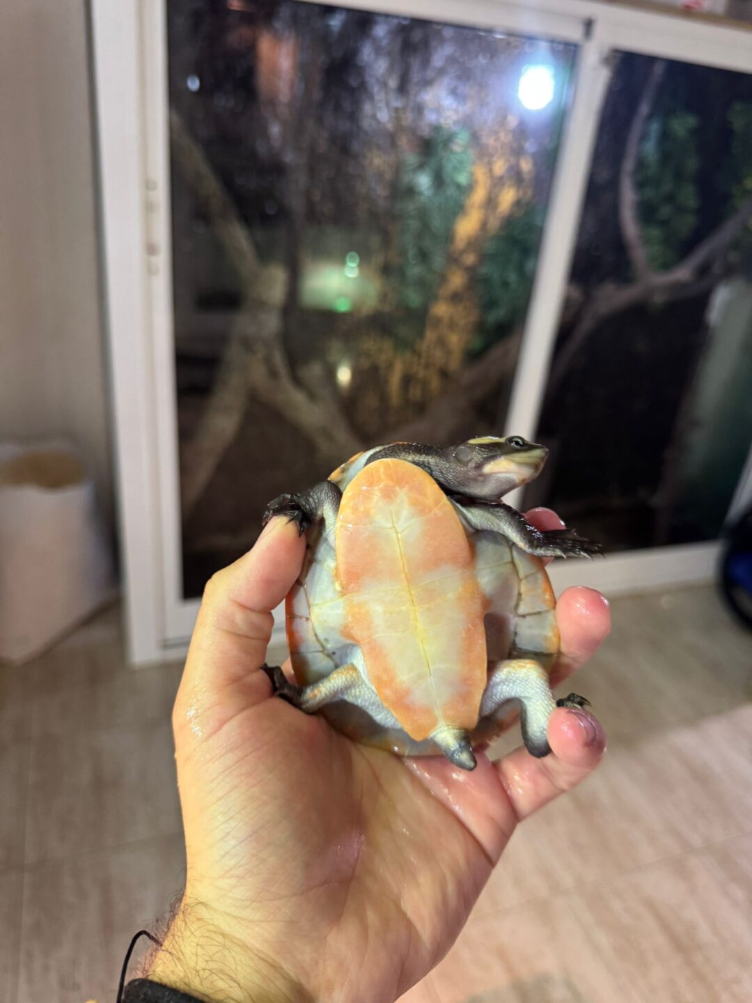 Emydura subglobosa (Subadultas) - Imagen 2
