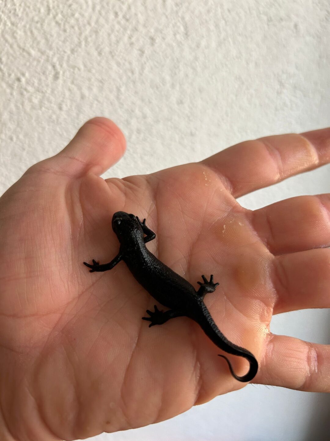 Tritón vientre de fuego – Adultos