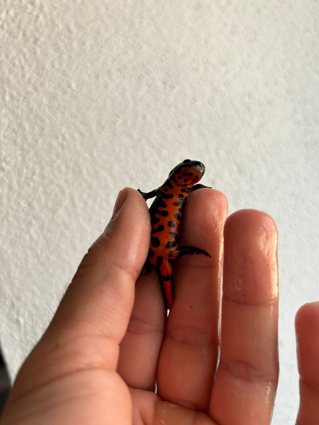 Tritón vientre de fuego – Adultos - Imagen 2